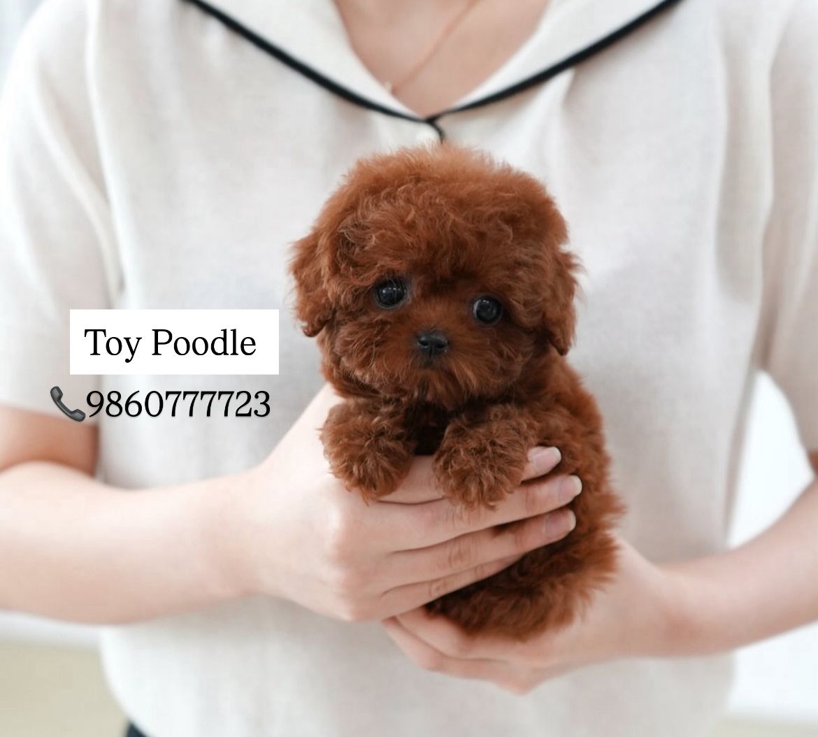 Image of Toy Poodle posted on 2022-08-22 04:07:05 from Pune